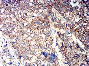 Immunohistochemistry (Formalin/PFA-fixed paraffin-embedded sections) - Anti-ATG3 antibody [7A1D1] (AB233560)
