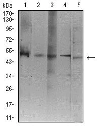 Western blot - Anti-ATG3 antibody [7A1D1] (AB233560)