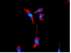 Immunocytochemistry/ Immunofluorescence - Anti-ATG3 antibody [EPR4801] (AB108251)