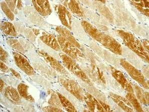 Immunohistochemistry (Formalin/PFA-fixed paraffin-embedded sections) - Anti-ATG3 antibody [EPR4801] (AB108251)