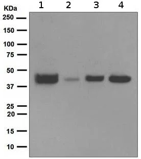 Western blot - Anti-ATG3 antibody [EPR4801] (AB108251)