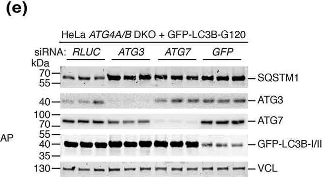 Western blot - Anti-ATG3 antibody [EPR4801] (AB108251)