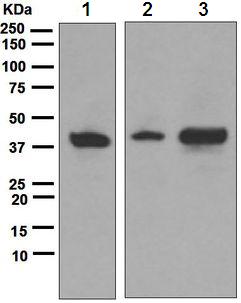 Western blot - Anti-ATG3 antibody [EPR4802] (AB108282), expandable thumbnail