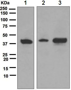Western blot - Anti-ATG3 antibody [EPR4802] (AB108282)