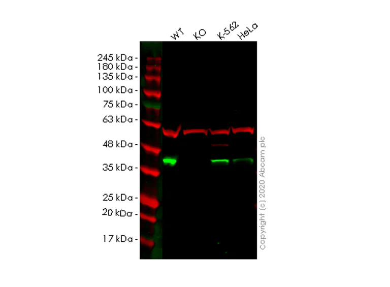 Western blot - Anti-ATG3 antibody [EPR4802] - BSA and Azide free (AB247616)
