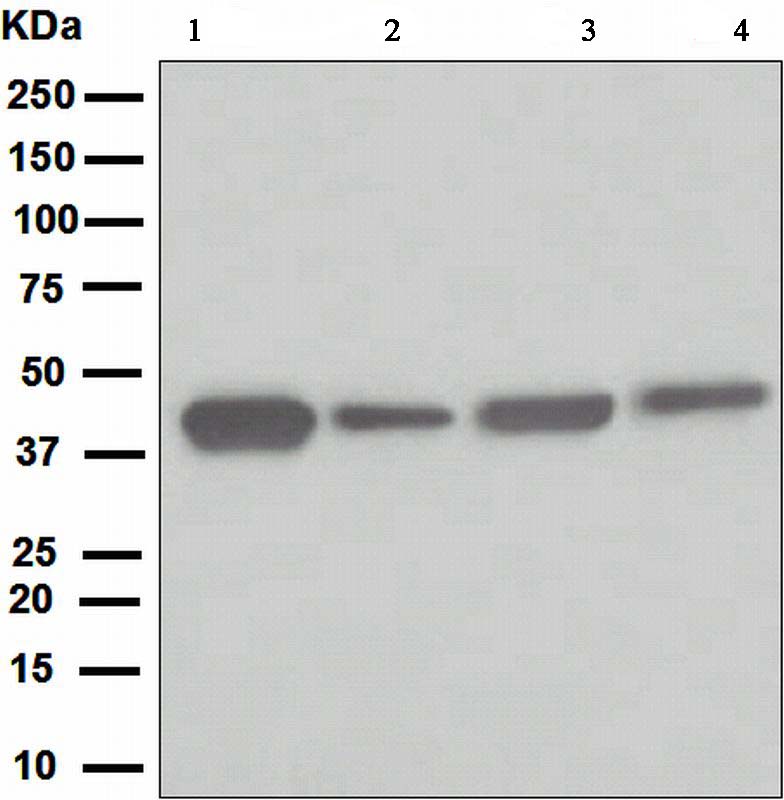 Western blot - Anti-ATG4A antibody [EPR4122] (AB108322), expandable thumbnail