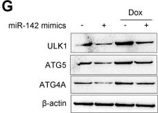 Western blot - Anti-ATG4A antibody [EPR4122] (AB108322), expandable thumbnail