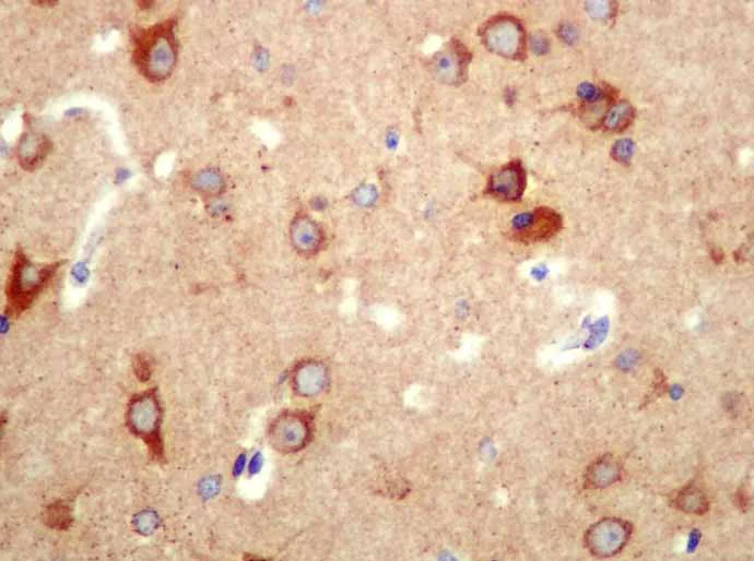 Immunohistochemistry (Formalin/PFA-fixed paraffin-embedded sections) - Anti-ATG4A antibody [EPR4122] - BSA and Azide free (AB247630)