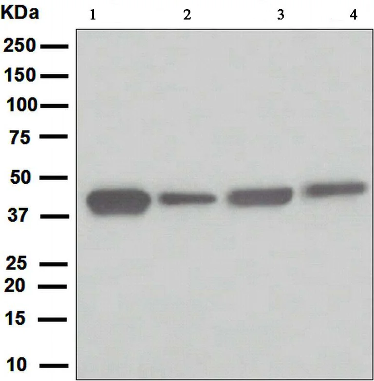 Western blot - Anti-ATG4A antibody [EPR4122] - BSA and Azide free (AB247630)