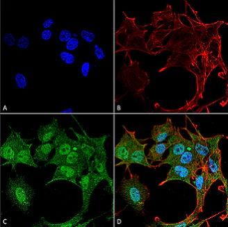Immunocytochemistry/ Immunofluorescence - Anti-ATG4B antibody (AB223364)
