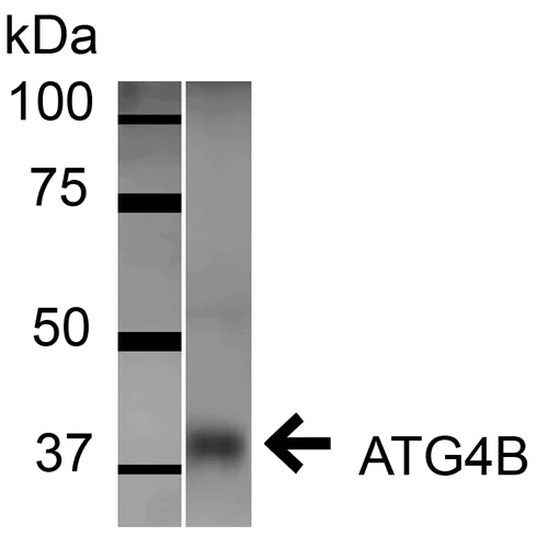Western blot - Anti-ATG4B antibody (AB223364)