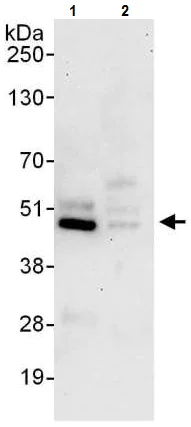 Immunoprecipitation - Anti-ATG4B antibody (AB225882)