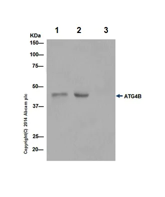 Immunoprecipitation - Anti-ATG4B antibody [EPR16572] - BSA and Azide free (AB251285)