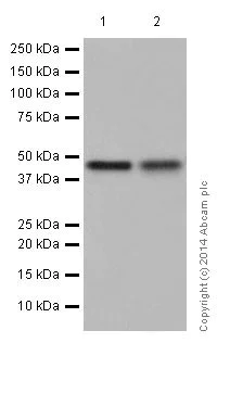 Western blot - Anti-ATG4B antibody [EPR16572] - BSA and Azide free (AB251285)