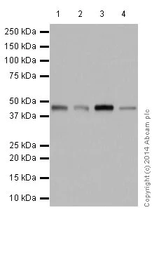 Western blot - Anti-ATG4B antibody [EPR16572] - BSA and Azide free (AB251285)
