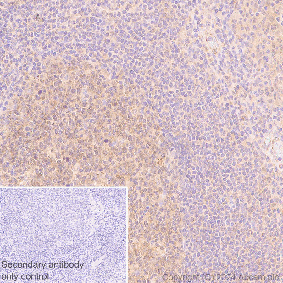 Immunohistochemistry (Formalin/PFA-fixed paraffin-embedded sections) - Anti-ATG4B antibody [EPR28756-91] - BSA and Azide free (AB317822), expandable thumbnail