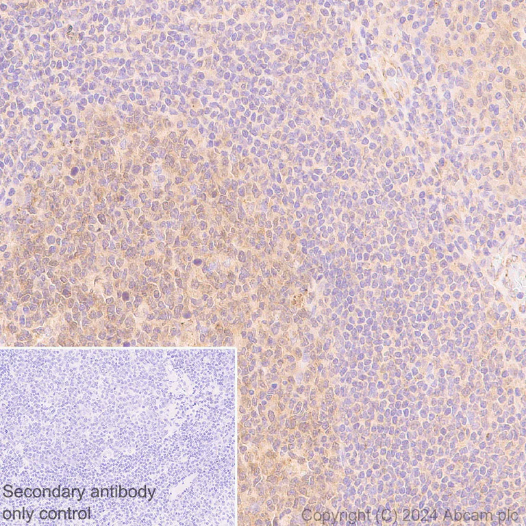 Immunohistochemistry (Formalin/PFA-fixed paraffin-embedded sections) - Anti-ATG4B antibody [EPR28756-91] - BSA and Azide free (AB317822)