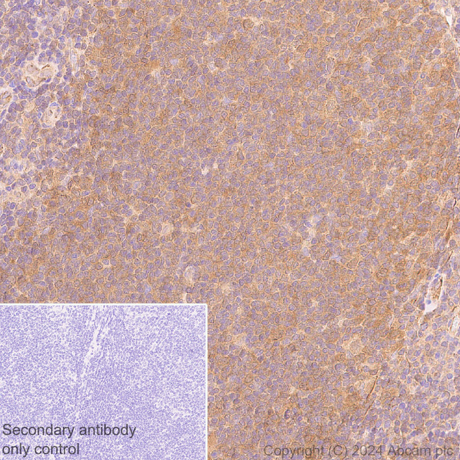 Immunohistochemistry (Formalin/PFA-fixed paraffin-embedded sections) - Anti-ATG4B antibody [EPR28756-91] - BSA and Azide free (AB317822), expandable thumbnail