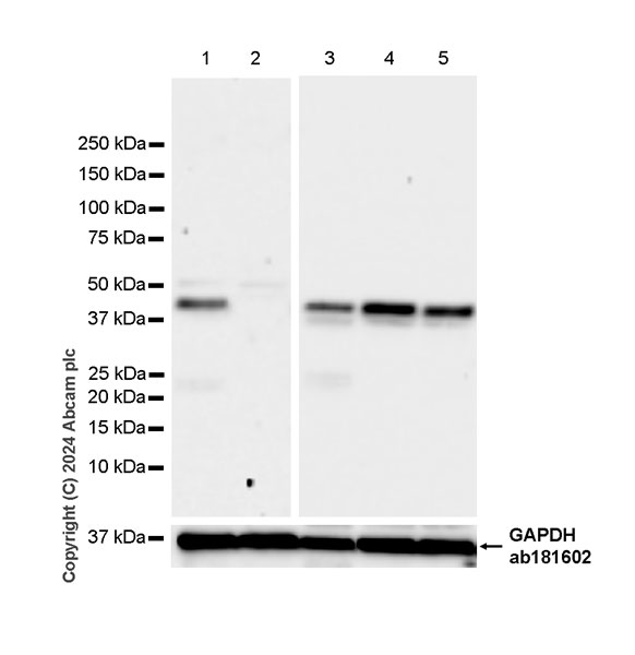 Western blot - Anti-ATG4B antibody [EPR28756-91] - BSA and Azide free (ab317822), expandable thumbnail