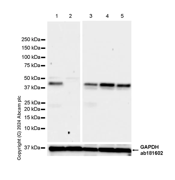 Western blot - Anti-ATG4B antibody [EPR28756-91] - BSA and Azide free (AB317822)