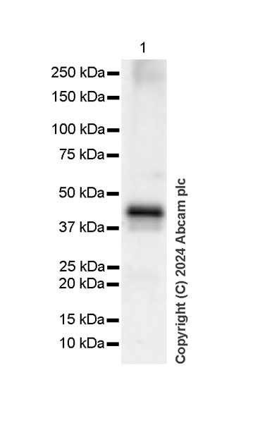 Western blot - Anti-ATG4B antibody [EPR28756-91] - BSA and Azide free (ab317822), expandable thumbnail