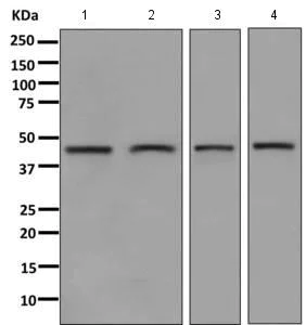 Western blot - Anti-ATG4B antibody [EPR6436(2)] (AB154843)