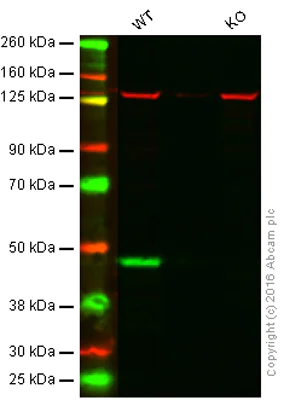 Western blot - Anti-ATG4B antibody [EPR6436(2)] - BSA and Azide free (AB249146)