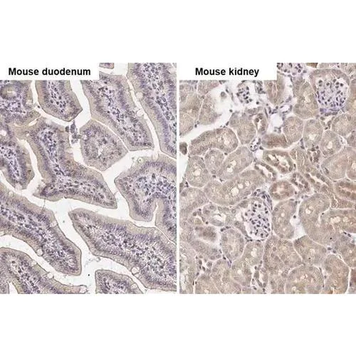 Immunohistochemistry (Formalin/PFA-fixed paraffin-embedded sections) - Anti-ATG4B antibody [HL2348] (AB317205)