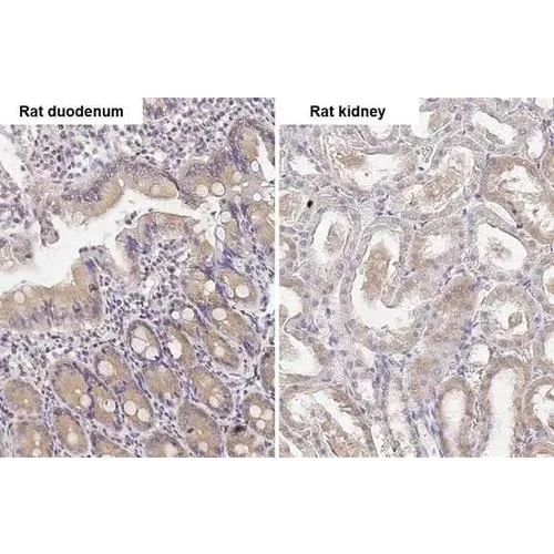 Immunohistochemistry (Formalin/PFA-fixed paraffin-embedded sections) - Anti-ATG4B antibody [HL2348] (AB317205)