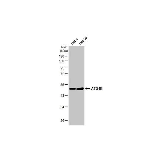 Western blot - Anti-ATG4B antibody [HL2348] (AB317205)