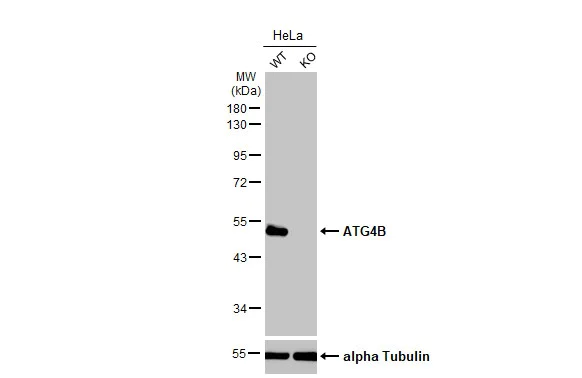 Western blot - Anti-ATG4B antibody [HL2348] (AB317205)