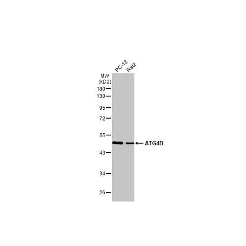Western blot - Anti-ATG4B antibody [HL2348] (AB317205)
