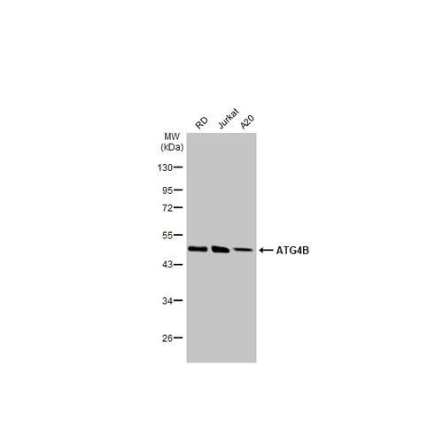 Western blot - Anti-ATG4B antibody [HL2348] (AB317205)