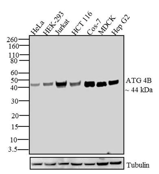 Western blot - Anti-ATG4B antibody [RP23040125] (AB308052)