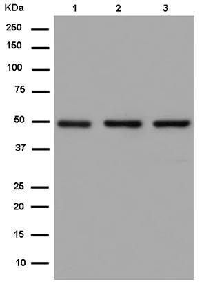 Western blot - Anti-ATG4C antibody [EPR15001] (AB183516)