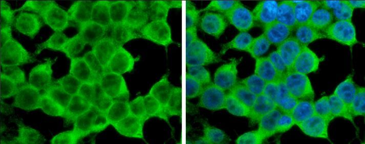 Immunocytochemistry/ Immunofluorescence - Anti-ATG4D antibody (AB137621), expandable thumbnail
