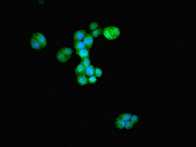 Immunocytochemistry/ Immunofluorescence - Anti-ATG4D antibody (AB237751), expandable thumbnail