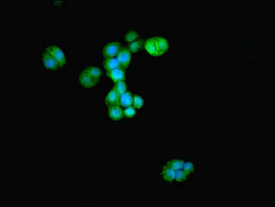 Immunocytochemistry/ Immunofluorescence - Anti-ATG4D antibody (AB237751)