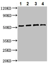 Western blot - Anti-ATG4D antibody (AB237751)