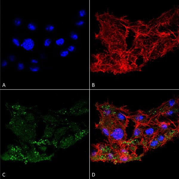 Immunocytochemistry/ Immunofluorescence - Anti-ATG7 antibody (AB223380)