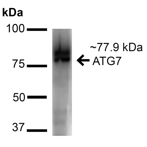 Western blot - Anti-ATG7 antibody (AB223380)