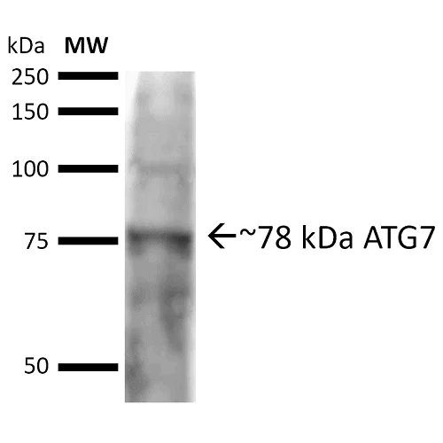 Western blot - Anti-ATG7 antibody (AB223380)