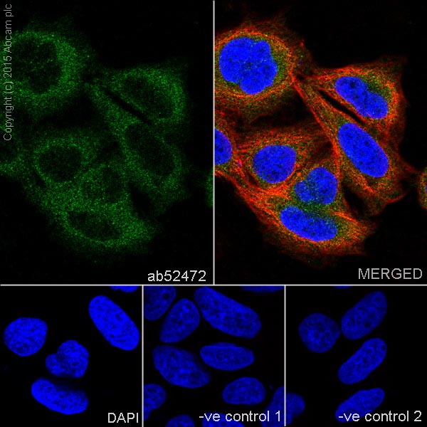 Immunocytochemistry/ Immunofluorescence - Anti-ATG7 antibody [EP1759Y] (AB52472), expandable thumbnail