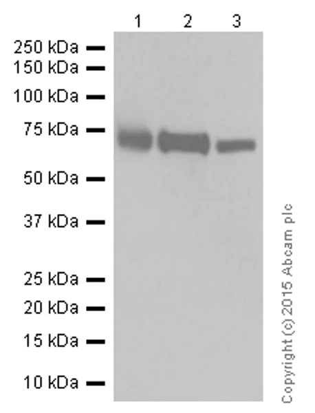 Western blot - Anti-ATG7 antibody [EP1759Y] (AB52472)