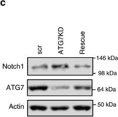 Western blot - Anti-ATG7 antibody [EP1759Y] (AB52472)