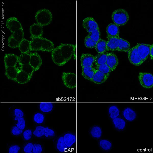 Immunocytochemistry/ Immunofluorescence - Anti-ATG7 antibody [EP1759Y] - BSA and Azide free (AB227564)