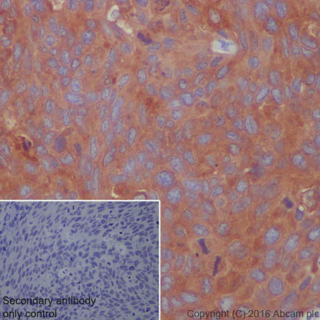 Immunohistochemistry (Formalin/PFA-fixed paraffin-embedded sections) - Anti-ATG7 antibody [EP1759Y] - BSA and Azide free (AB227564)