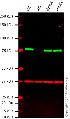 Western blot - Anti-ATG7 antibody [EP1759Y] - BSA and Azide free (AB227564)
