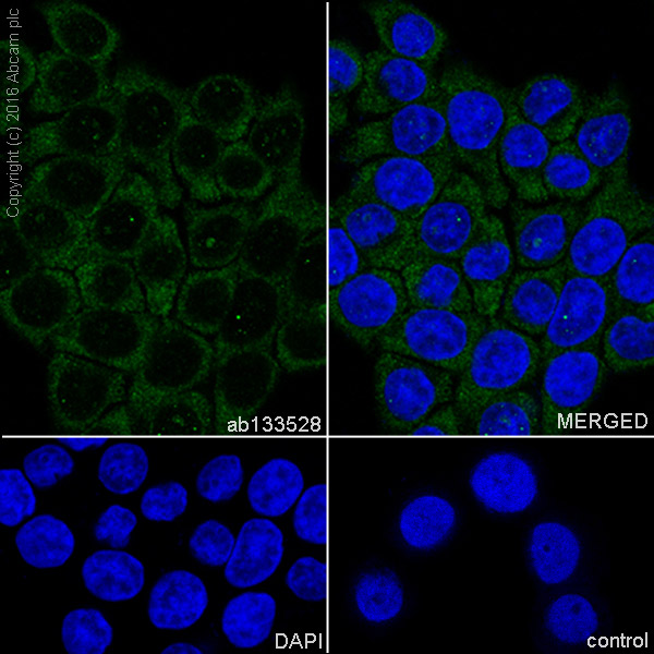 Immunocytochemistry/ Immunofluorescence - Anti-ATG7 antibody [EPR6251] (ab133528), expandable thumbnail