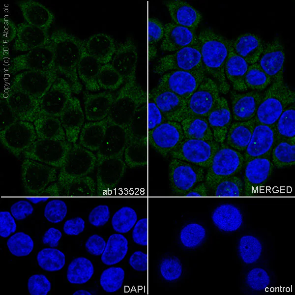 Immunocytochemistry/ Immunofluorescence - Anti-ATG7 antibody [EPR6251] (AB133528)